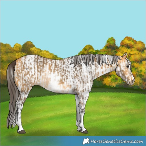 Horse Color:White Spotted Buckskin  and White Spotted Buckskin 