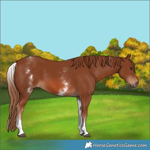 Horse Color:White Spotted Chestnut