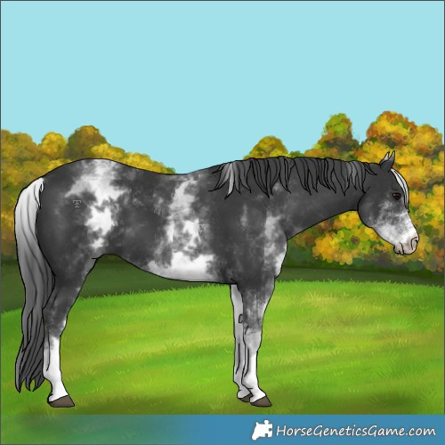 Horse Color:White Spotted Black 