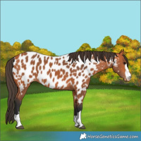 Horse Color:Bay Appaloosa 