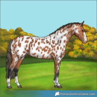 Horse Color:Bay Appaloosa 