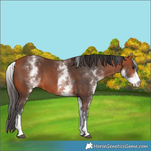 Horse Color:White Spotted Bay 