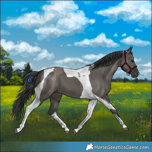 Horse Color:Grullo Tobiano  and Grullo Tobiano 