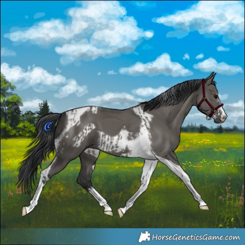Horse Color:Grullo Tobiano  and Grullo Tobiano Frame 