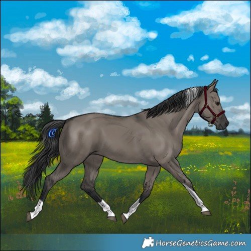 Horse Color:Grullo Tobiano 