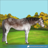 Horse Color:Gray White Spotted Bay