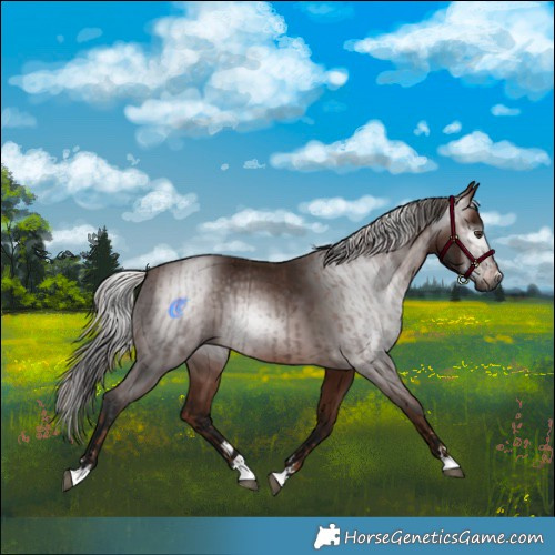 Horse Color:Gray Chestnut and Gray Bay