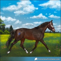 Horse Color:Gray Chestnut  and Gray Bay 
