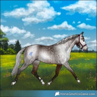 Horse Color:Gray Chestnut and Gray Bay