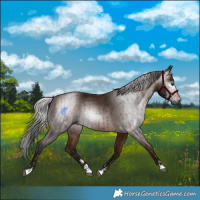 Horse Color:Gray Chestnut  and Gray Bay 