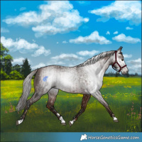 Horse Color:Gray Chestnut  and Gray Bay 