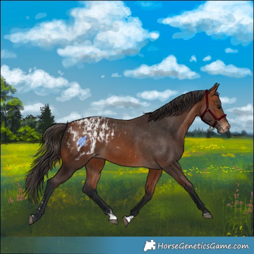 Horse Color:Bay Appaloosa  and Bay Appaloosa Rabicano 