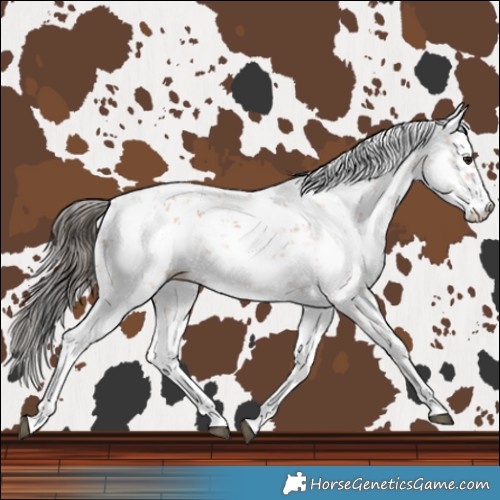 Horse Color:Bay Sabino 