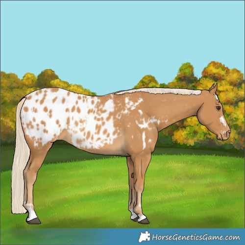 Horse Color:Palomino Appaloosa  and Palomino Appaloosa Rabicano 
