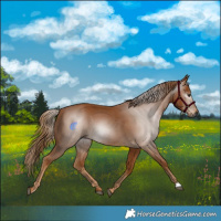 Horse Color:Gray Chestnut 