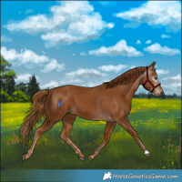 Horse Color:Gray Chestnut 