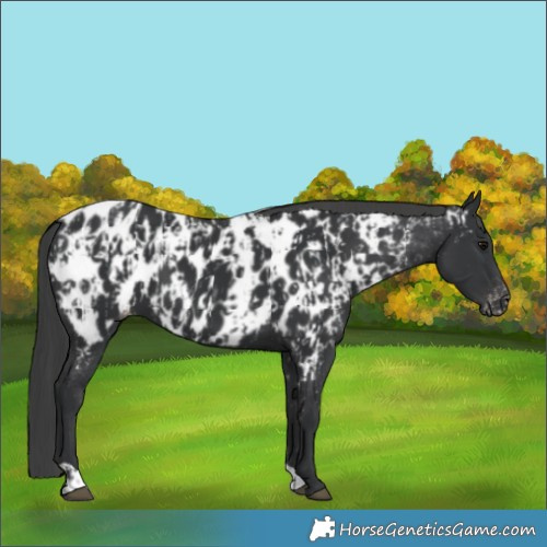 Horse Color:Black Appaloosa  and Black Appaloosa 