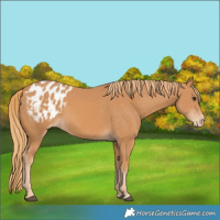Horse Color:Chestnut Blanket 