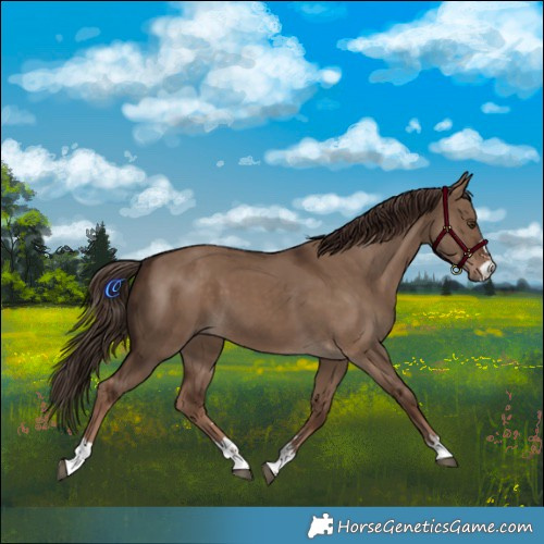 Horse Color:Liver Red Dun 