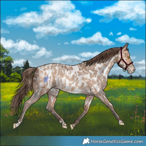 Horse Color:Amber Champagne Appaloosa  and Amber Champagne Appaloosa 