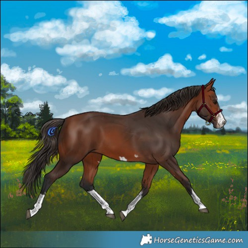 Horse Color:Bay  and Bay 