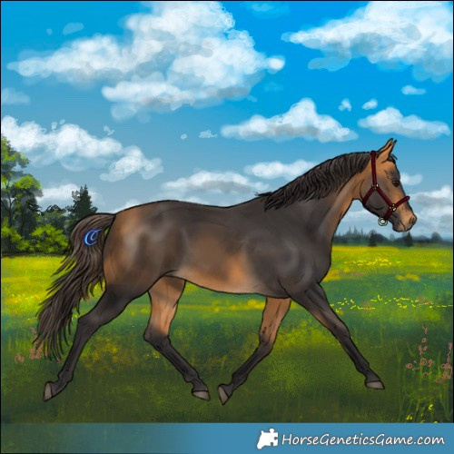 Horse Color:Buckskin 