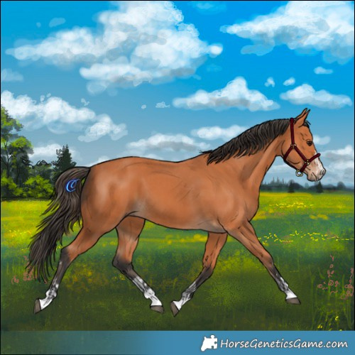 Horse Color:Bay  and Bay 