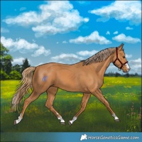 Horse Color:Chestnut and Chestnut