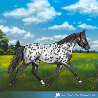 Horse Color:Black Appaloosa