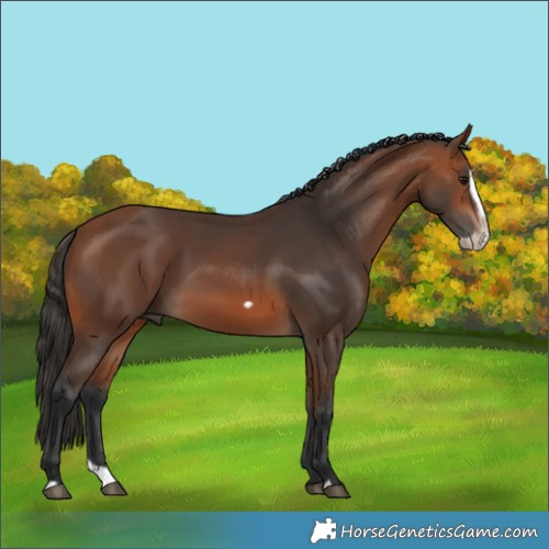 Horse Color:Bay Splash Frame Rabicano 