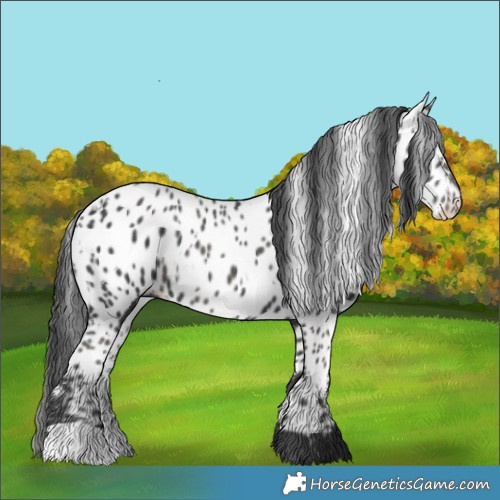 Horse Color:Black Appaloosa  and Black Appaloosa 
