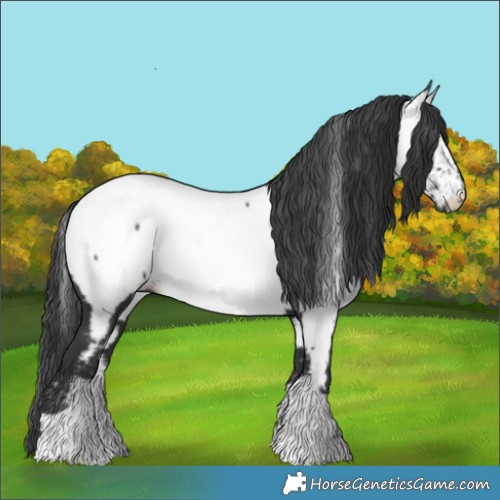 Horse Color:Black Tobiano Appaloosa 