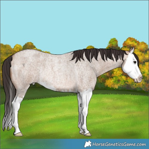 Horse Color:Bay Roan Dun Splash Rabicano 