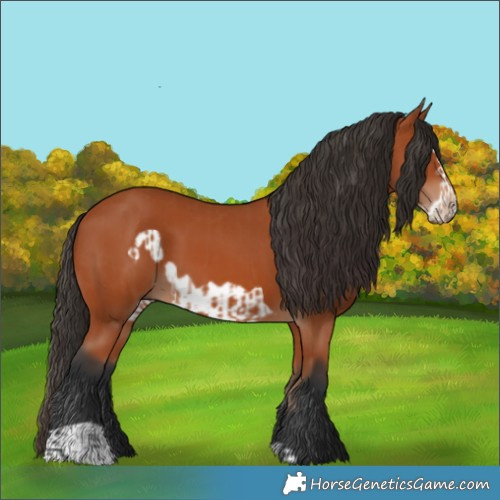 Horse Color:Bay  and Bay Frame 