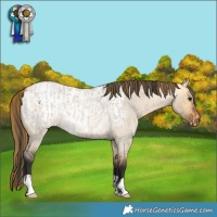 Horse Color:Bay Roan Dun  and Buckskin Roan Dun Appaloosa 
