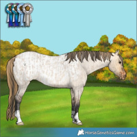 Horse Color:Bay Roan Dun and Buckskin Roan Dun Appaloosa