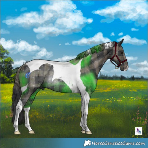 Horse Color:Plaid  Black Tobiano Rabicano 