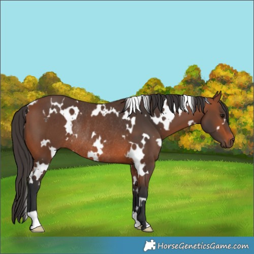 Horse Color:White Spotted Bay Rabicano 