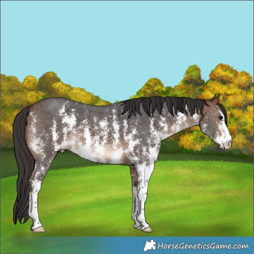 Horse Color:Bay Sabino 