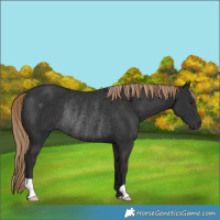 Horse Color:Liver Chestnut Rabicano