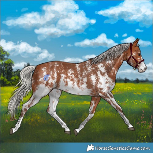 Horse Color:Silver Bay Sabino 