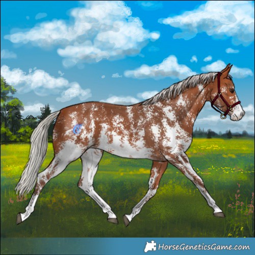Horse Color:Silver Bay Sabino 