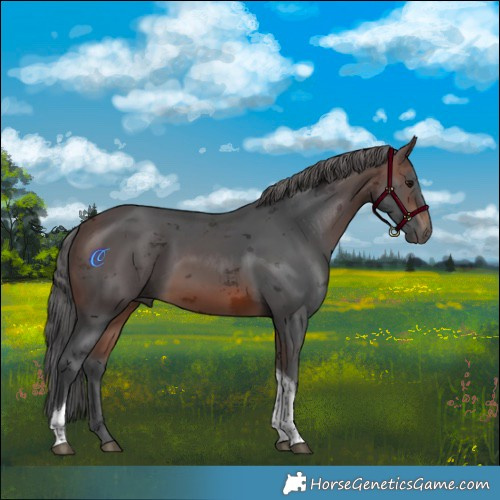 Horse Color:Brown Merle Tobiano 