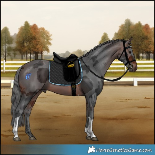 Horse Color:Brown Merle Tobiano 