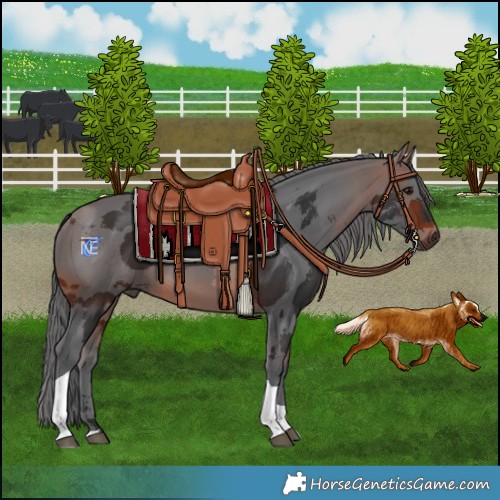 Horse Color:Brown Merle Tobiano