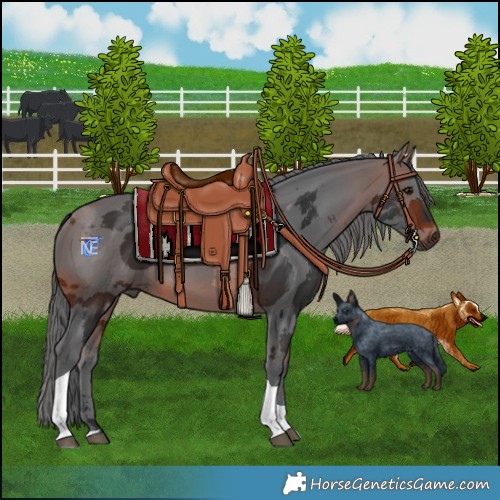 Horse Color:Brown Merle Tobiano 