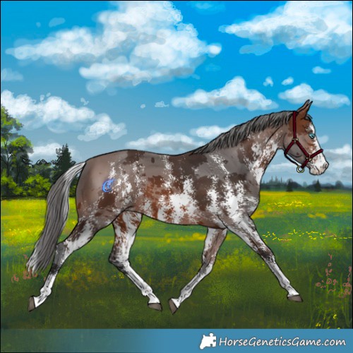 Horse Color:Brown Merle Sabino