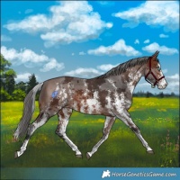 Horse Color:Brown Merle Sabino