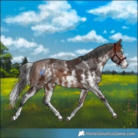 Horse Color:Brown Merle Sabino 