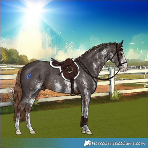 Horse Color:White Spotted Liver Chestnut Rabicano